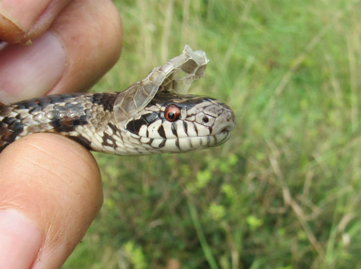 Eastern Milk Snake